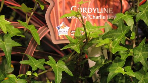 L’association Excellence Végétale, qui gère le Label rouge pour notre secteur, compte sur le crédit d’impôt annoncé dans le plan de relance pour étendre son action. ©P. Fayolle 